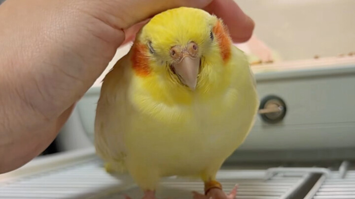 น้องหมั่นโถว อย่าจากไปจากฉันนะ