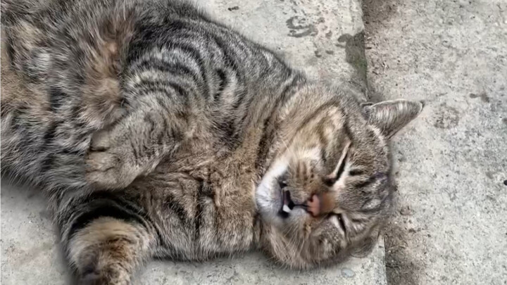 Even the old village cat can’t resist the allure of a catnip ball—Cat San’er has failed!
