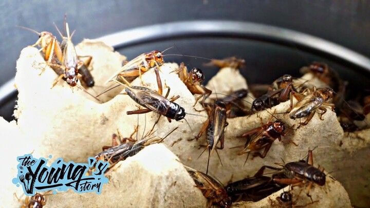EXTREME FOOD JANGKRIK - Cook "CRICKETS" from: Large Crickets Farm JANGKRIK - PRIMITIVE Cooking