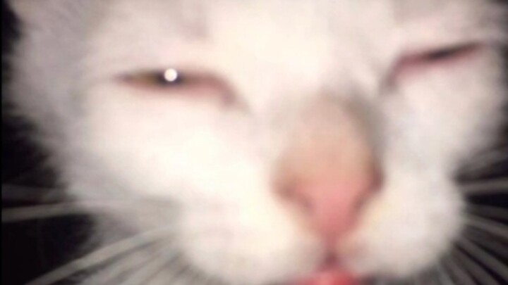 Don't use the flash when taking photos of cats at night.