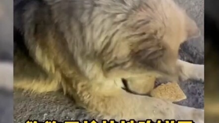 Mom’s gone—look how frantic the dog is!