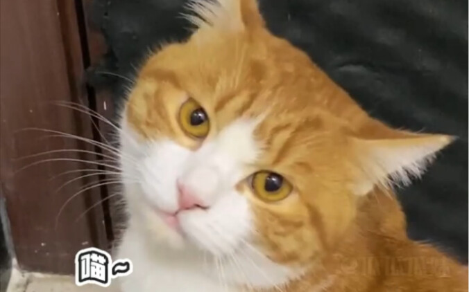 It secretly enjoys both cigarettes and alcohol~ #cat #clip-voice