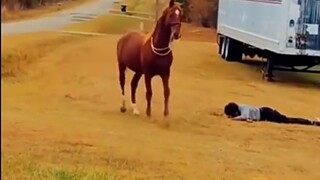 How do cows and horses react when you pretend to faint?