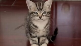 Bagaimana dia bisa terlihat imut sekaligus garang?