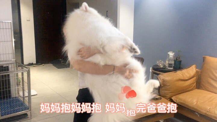 Chú chó Samoyed ngày nào cũng đòi ôm, đáng yêu như một em bé vậy!