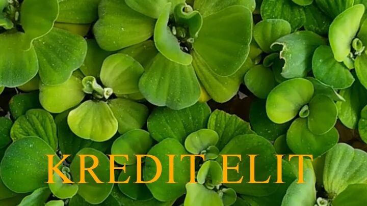 KREDIT ELIT