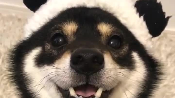 Shiba Inu: Shiba Inu hitam super imut! !