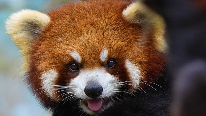 65-year-old man tries to pet a red panda, but is cruelly rejected!!!