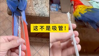 Why do birds have "straws" growing on their bodies?