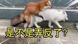 Fox Couple | Who Is On The Top?