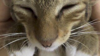 Dỗ con mèo nhỏ thành thai nhi luôn rồi