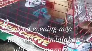 mag lalaban nanman c Joy manok.ngaun.Nov26 sa mga papya lines niya.pang 4wen at pang 3wen.🐓🤪🤪🤪🐓