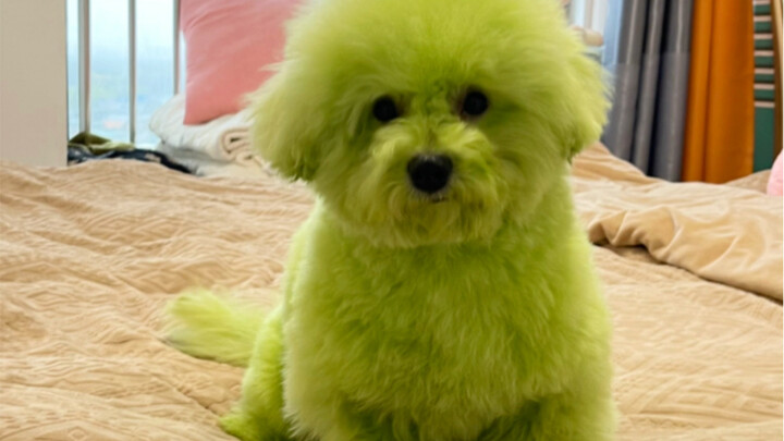 Owner Gives Dog a 100% Natural Dye Job—Cute Bichon Frise Transforms into a Sassy Little Mutt!