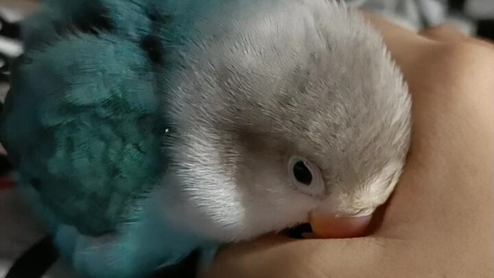 Betapa menggemaskannya kakatua peoni saat manja!? Seekor burung beo kecil yang suka berbaring di tan