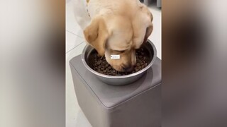 Trả lời  🤣🤣🤣funny xuhuong dogs lovedog chócute thúcưng chó_cưng TikTokDieuKy TikTokSoiPhim TuSachTikTok