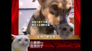 Anjing ingin mendengarkan lagu anjing