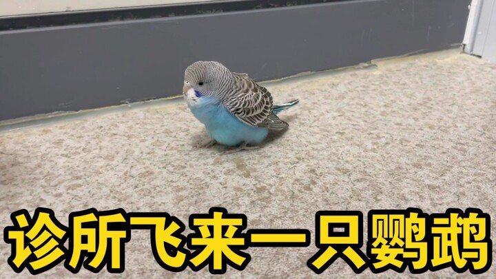 A parrot suddenly appeared at the clinic, utterly adorable!