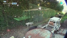 The Dog I Encountered Ep 04 End Eng Sub