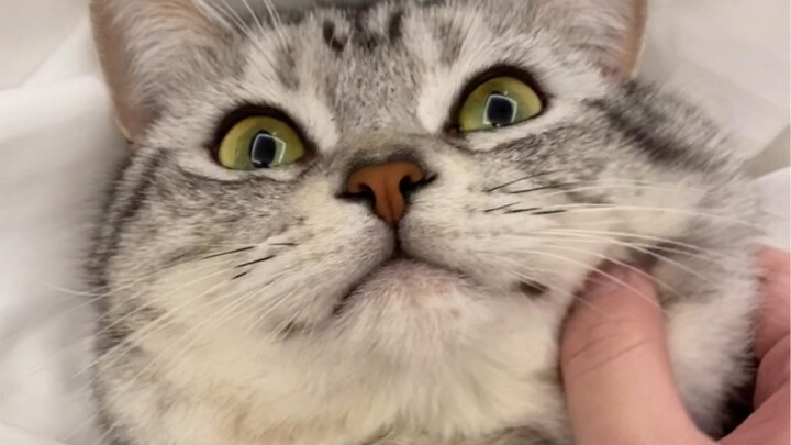 Versi kucing menangkap bebek～Ayo sama-sama menangkap Chen TD～