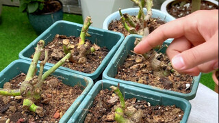 Đừng mua những loại hoa chóng tàn này, quá nhiều cạm bẫy