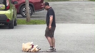 一只耍赖倒地的金毛，不回去，坚决不回去！