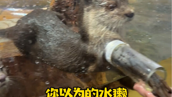你以为的水獭vs实际的水獭