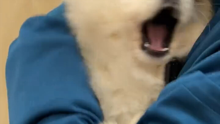 The little dog who’s afraid of shots got so scared it turned into a little seal.