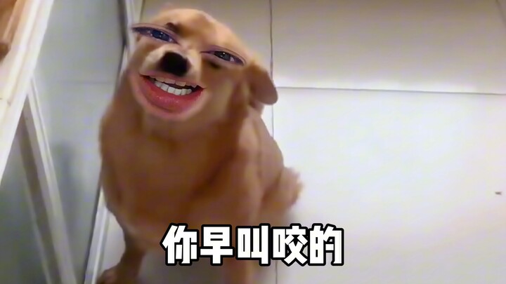 الكلب: لسانك حقًا يبحث عن المتاعب!