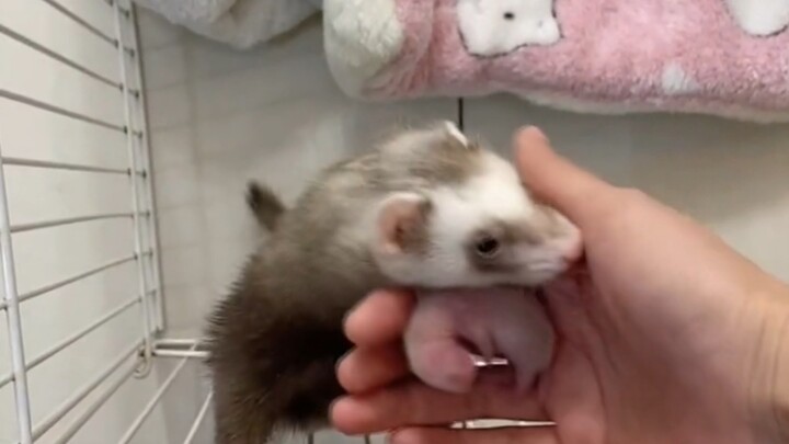 The ferret’s unique way of bonding with its owner
