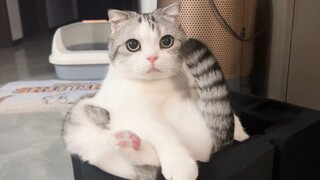 Anak kucing itu memecahkan kotak busa dengan duduk di atasnya