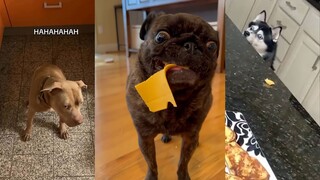 Dog: I have a mortal enemy with food