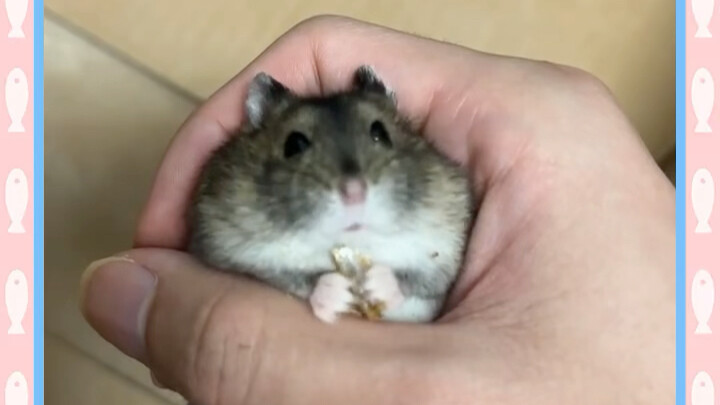 หนูๆ ฉันน่ะ