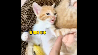 แมวที่ถูกเข้าใจผิดว่าตายไปแล้วขณะนอนหลับ