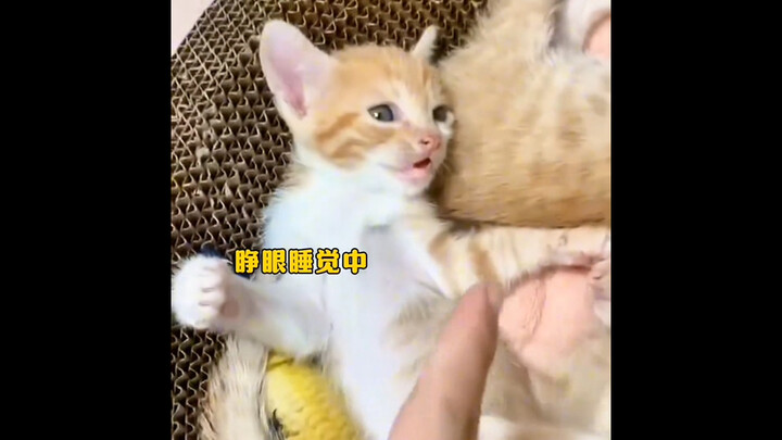 แมวที่ถูกเข้าใจผิดว่าตายไปแล้วขณะนอนหลับ