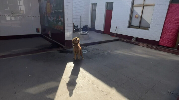 Pan Hong yang suka main sama anjing? Aku nih yang sebenarnya suka main sama anjing!