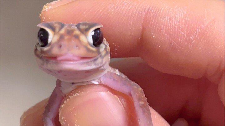 The crested gecko is here~