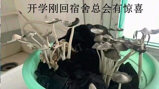 【前方高能】饱餐一顿，岂不美哉！！网络上令人喷饭的沙雕图#44