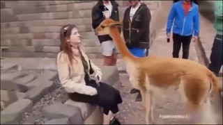 คลังเก็บสัตว์โจมตีคนเฮฮาของสะสม หัวเราะจนตายไม่คุ้มกับชีวิตของคุณ!