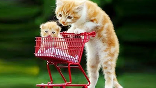 หมากับแมวที่ตลกที่สุด 🐶🐱 ตอนที่ 38