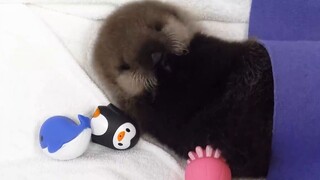 ลูกนากตัวน้อยอาบน้ำเสร็จ กินอิ่มแล้วกอดของเล่นตัวเล็กๆ นอนหลับ น่ารักสุดๆ หัวใจสาวน้อยของข้าพเจ้าละล