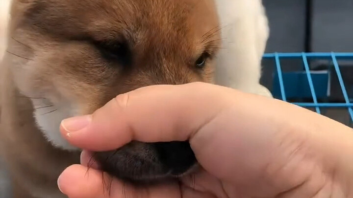 帮小狗手动闭麦