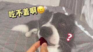 你竟敢挑战隔着蚊帐喂狗子食物