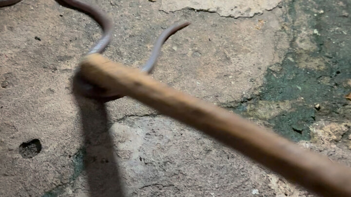 พบงูตัวที่ห้าในสวน แมนบาดำ ว่องไวสุดๆ หลังสีน้ำเงิน พิษร้ายแรง! อันตรายสุดขีด!