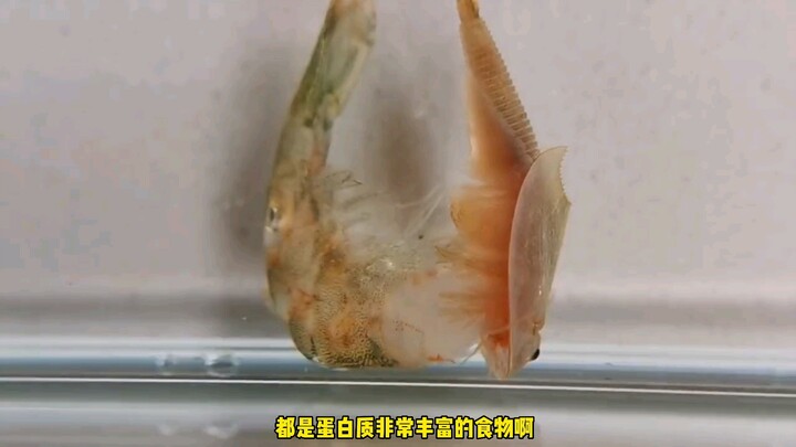 The three-eyed dinosaur shrimp is now 2 cm long!