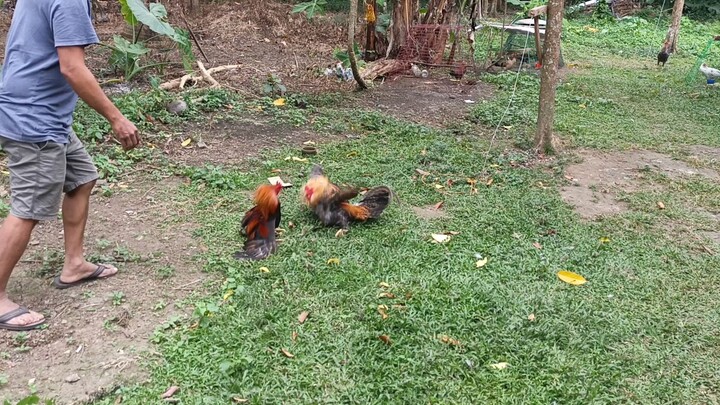 golden boy vs sweater dome jm fantastic line