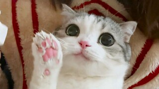 القطة تخرج للعب لأول مرة وترفض العودة إلى المنزل