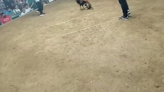 KONAM LANG Malakas