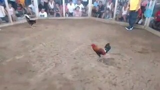 LiL Kurt GY Super Red - Na Highblood