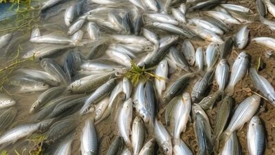 Hundreds of Fish on the Shore! 🐟🌊#Fish #Nature #Wildlife #AmazingNature #ViralVideo