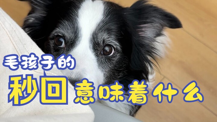 What Does a Quick Reply from Your Fur Baby Really Mean?